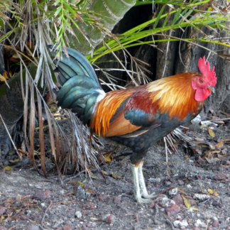 Trouser Rooster