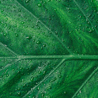 Washer Green