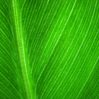 Fish Green Plastic