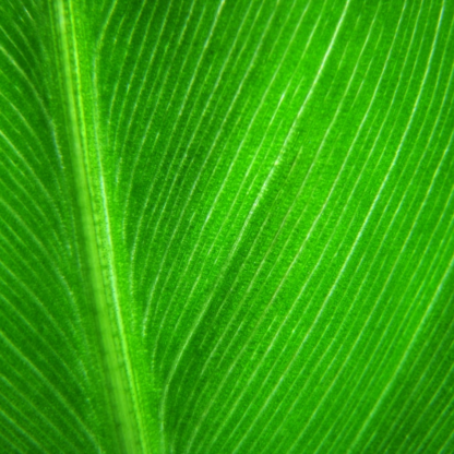 Fish Green Plastic