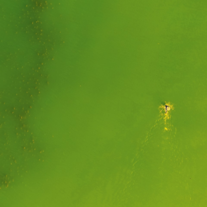Green Mac