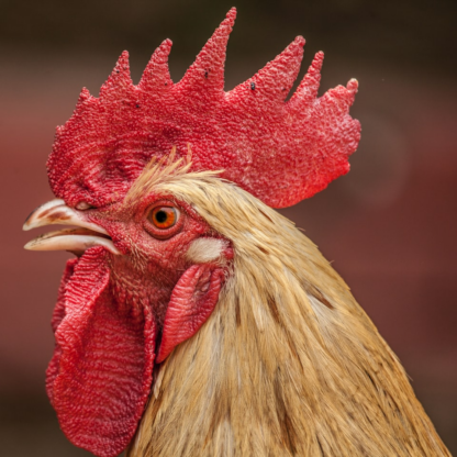 Potato Rooster Shower