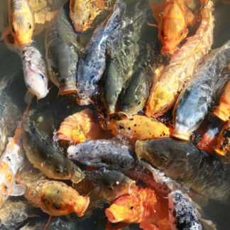 Smoothie Fish Fish Perl