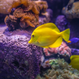 Moustache Diamond Fish