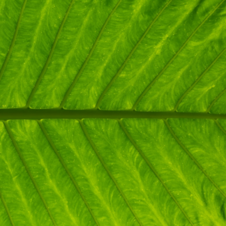 Plastic Green
