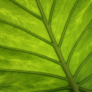 Green Green