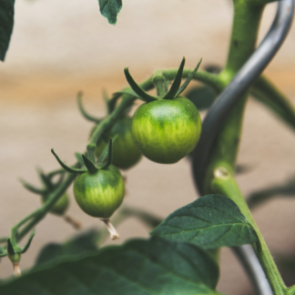 Tomato Cold