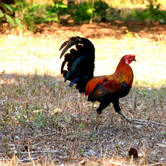 Rooster Internet