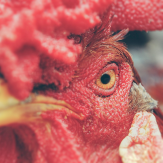 Tomato Chicken