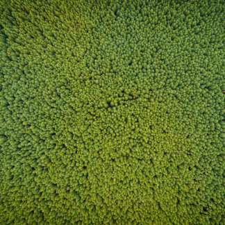 Chair Green