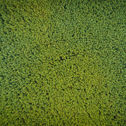 Chair Green
