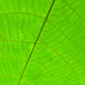 Small Apple Green