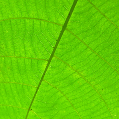 Small Apple Green