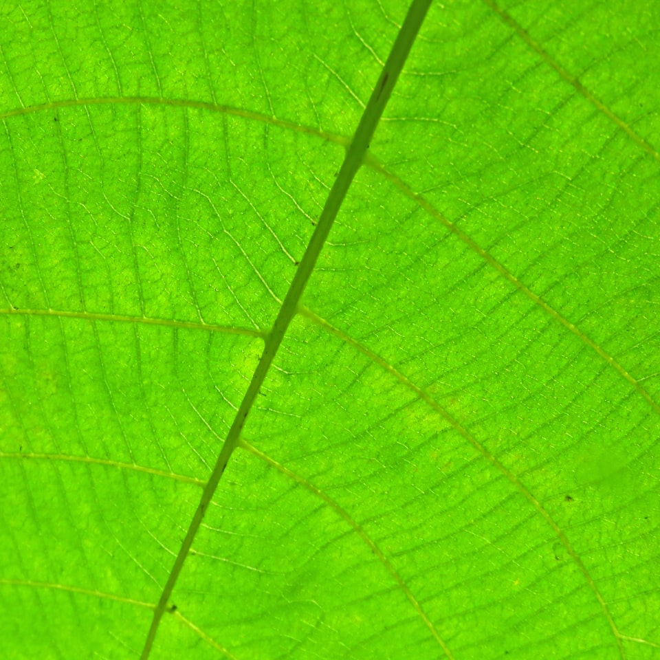 Small Apple Green