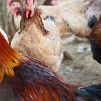 Soy Rooster