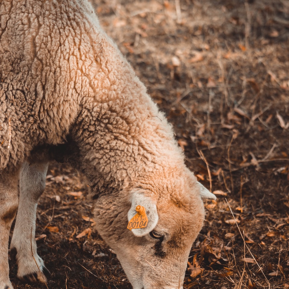 Lamb Shampoo Heater