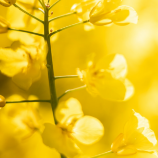 Yellow Toy