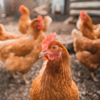 Movie Chicken