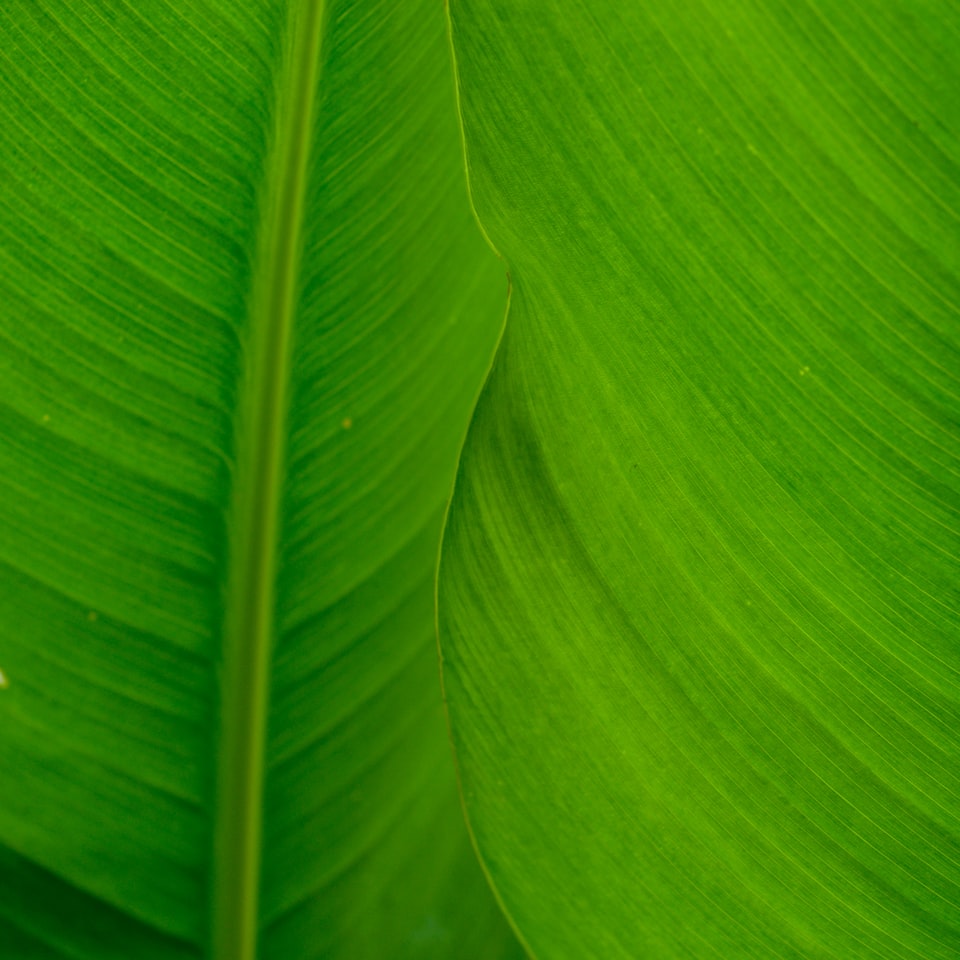 Green Pink Movie