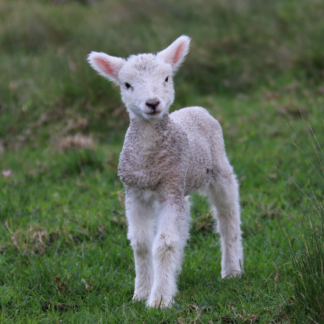 Gift Lamb