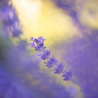 Lavender Lotion