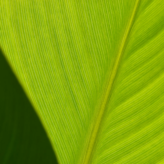 Brass iPhone Green