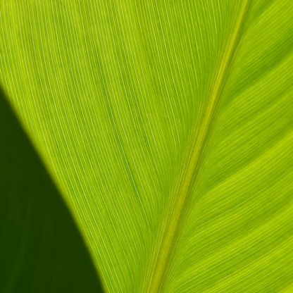 Brass iPhone Green