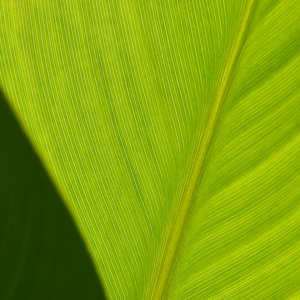 Brass iPhone Green