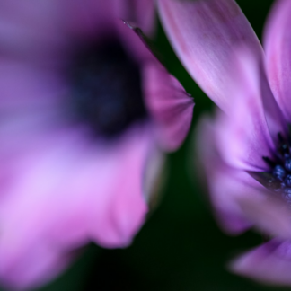 Purple Movie