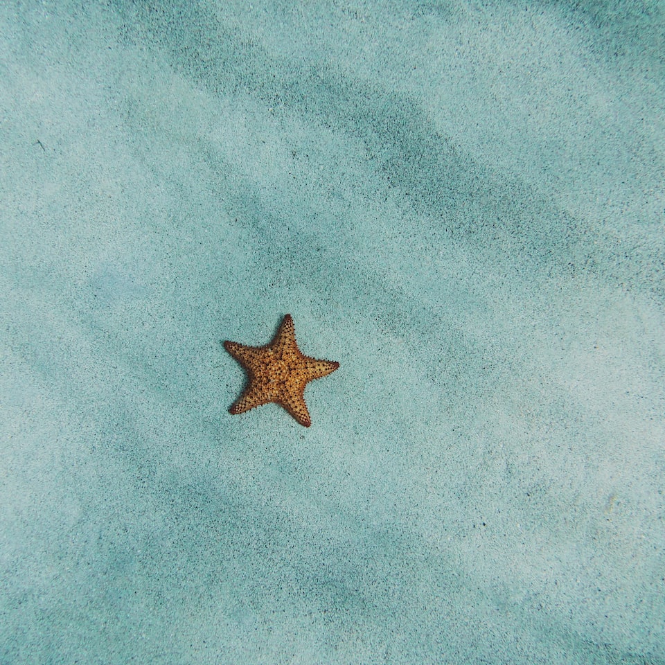 Sheet Strawberry Water Small
