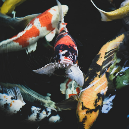 Car Fish Shower