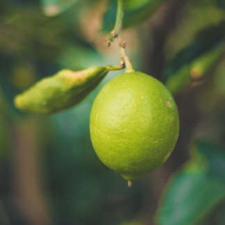 Lotion Lime