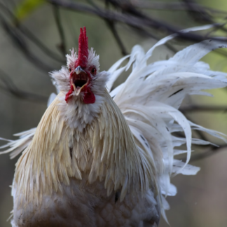 Rooster Trouser Heater
