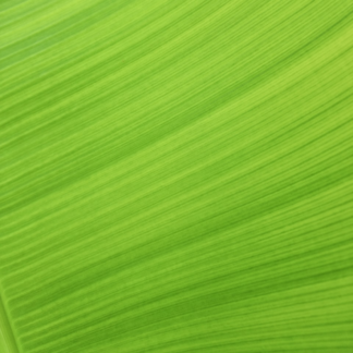 Album Banana Green Tomato