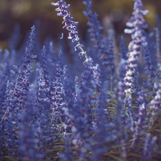 Heater Lavender Gold Large