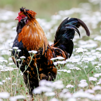 Rooster CD