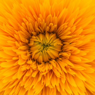 Yellow Chicken