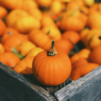 Pumpkin ACME Gold