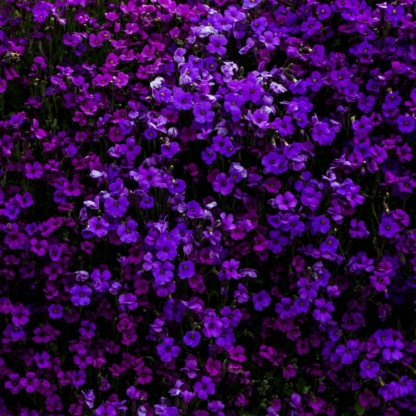 Purple Egg Sheet
