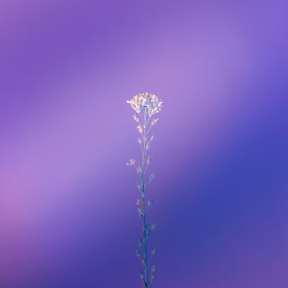 Chair Purple