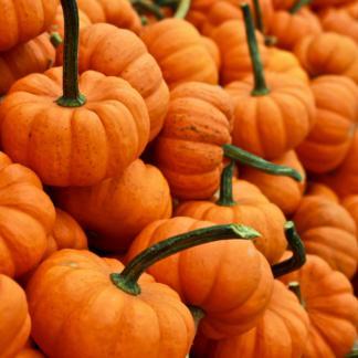 Cold Pumpkin Cooler