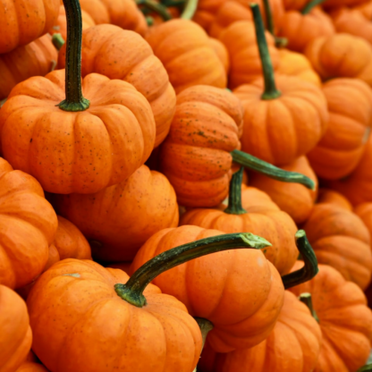 Cold Pumpkin Cooler
