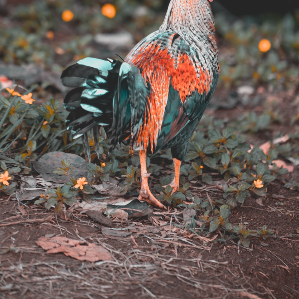 Rooster Lotion