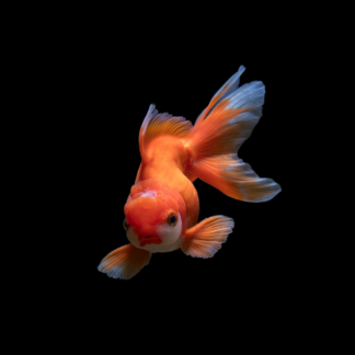 Book Violet Fish