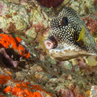 Fish Bed Natural