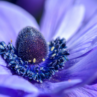 Violet Shower