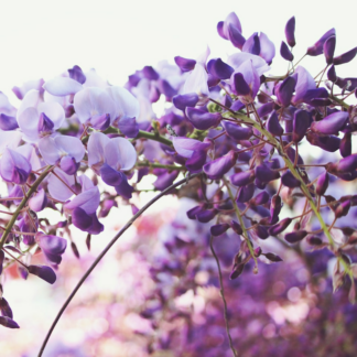 Purple Shoe