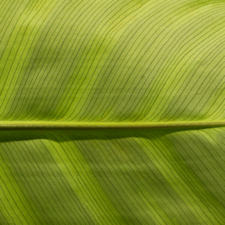 Green Movie