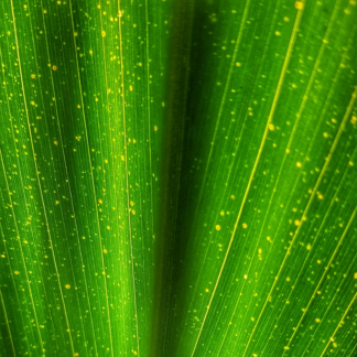 Cold Jazz Download Green
