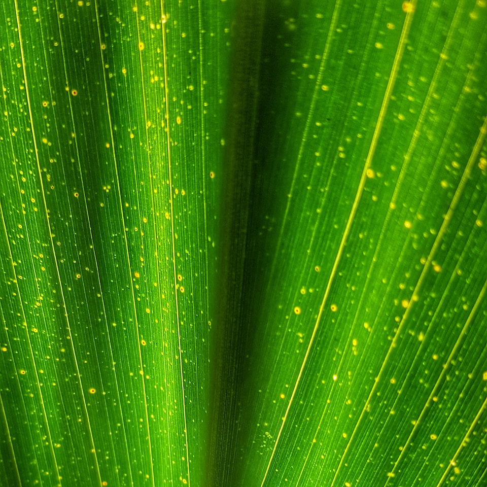 Cold Jazz Download Green